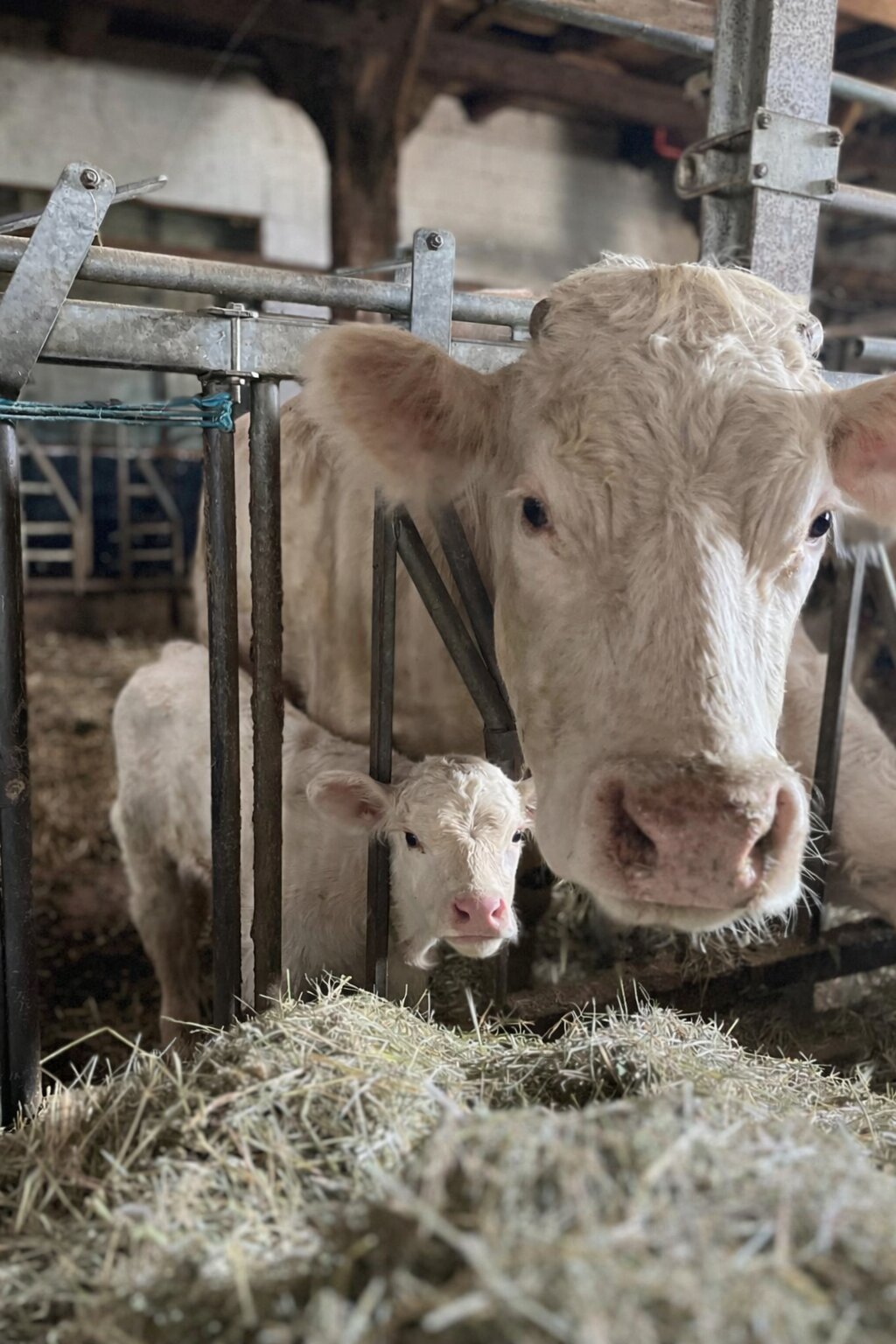 Mutterkuh mit Kalb im Stall
