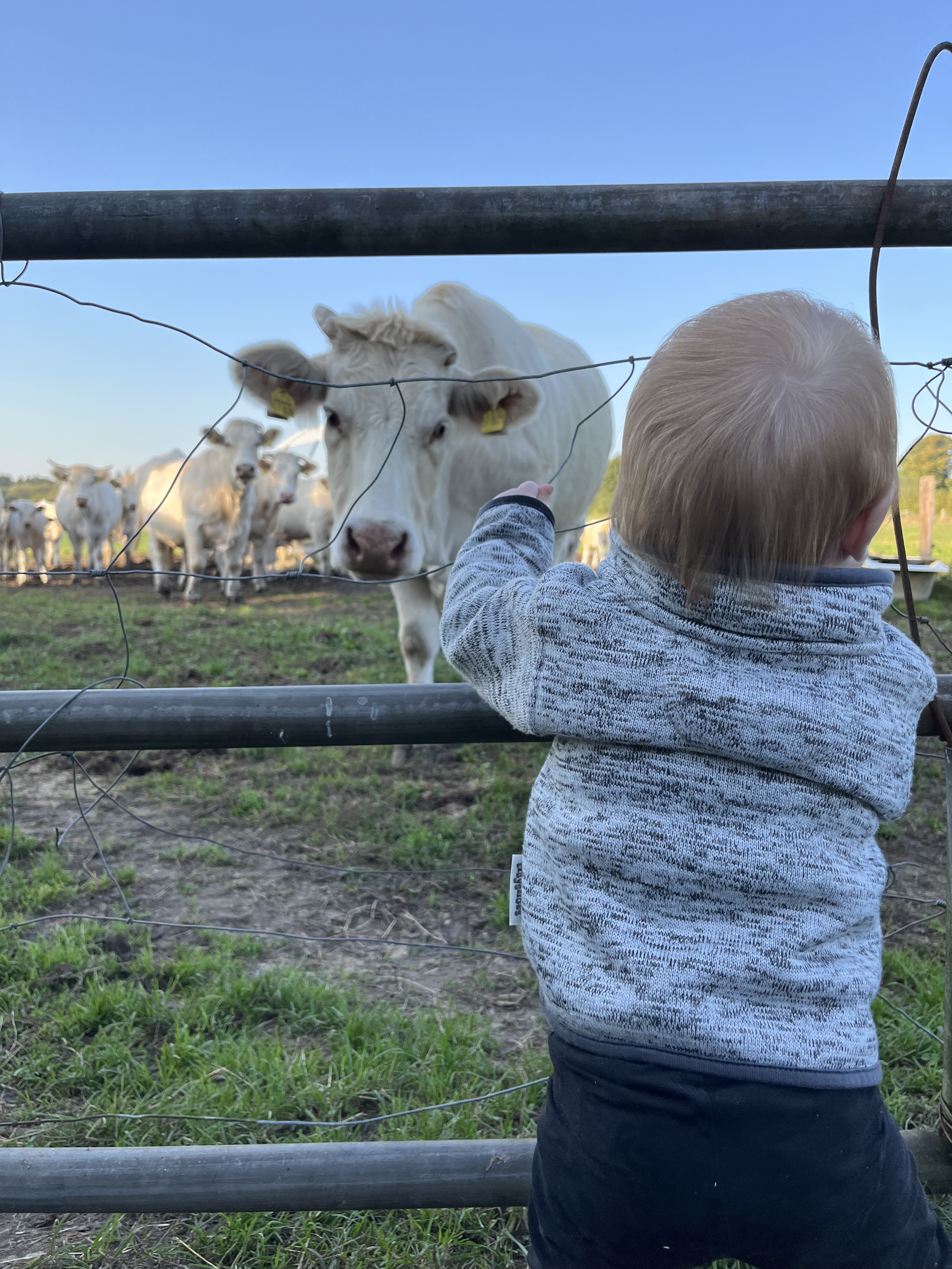 Kind und Kühe am Zaun